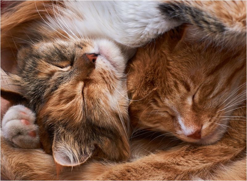 ***** фото превью