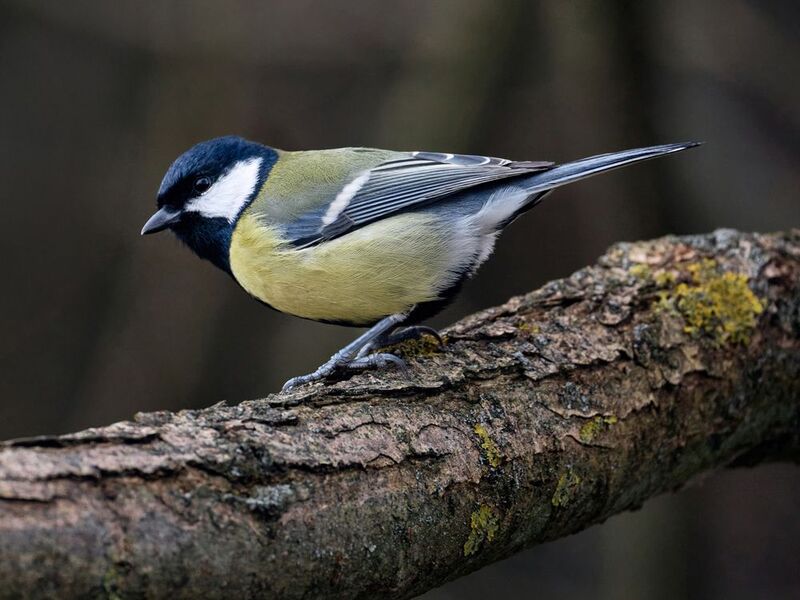 *** фото превью