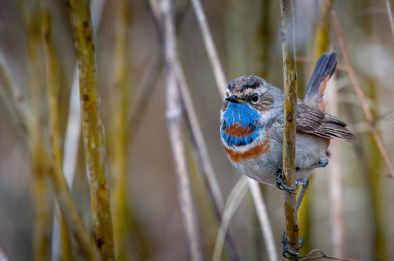 варакушка, птица варакушка фото превью
