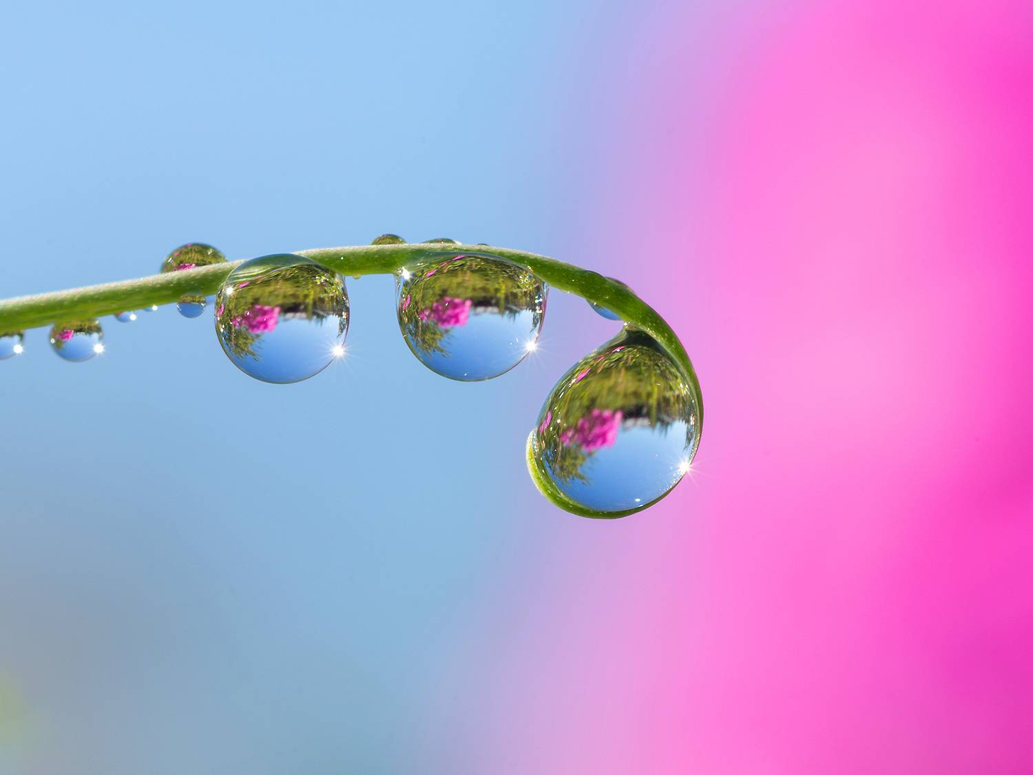 макро, лето, капли, растение., Kudryavtsev Pavel