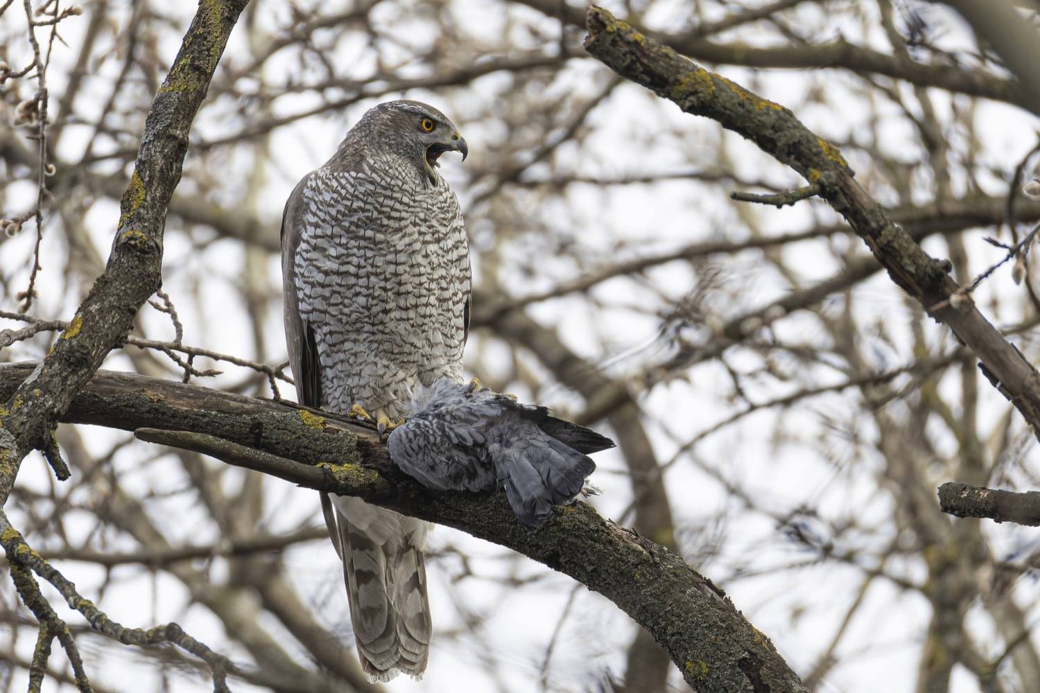 ястреб тетеревятник, ястреб, тетеревятник, птицы, ястреб-тетеревятник, хищники, хищная птица. hawk, birds, goshawk, Ruslan Pl