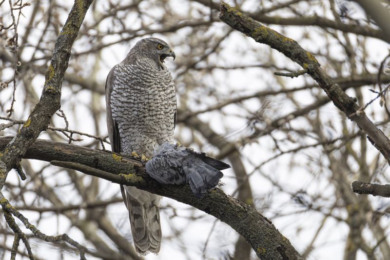 ястреб тетеревятник, ястреб, тетеревятник, птицы, ястреб-тетеревятник, хищники, хищная птица. hawk, birds, goshawk  фото превью