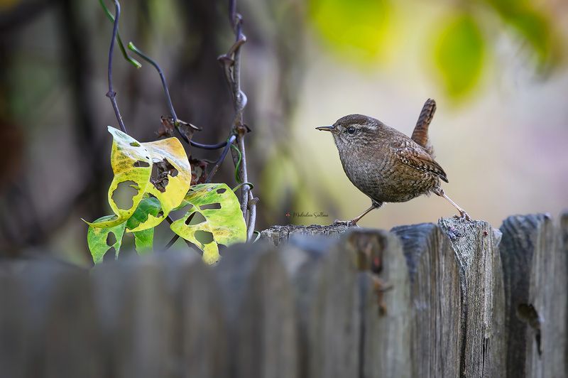 фотоохота, птица, осень, крапивник, птицы Крапивник. фото превью