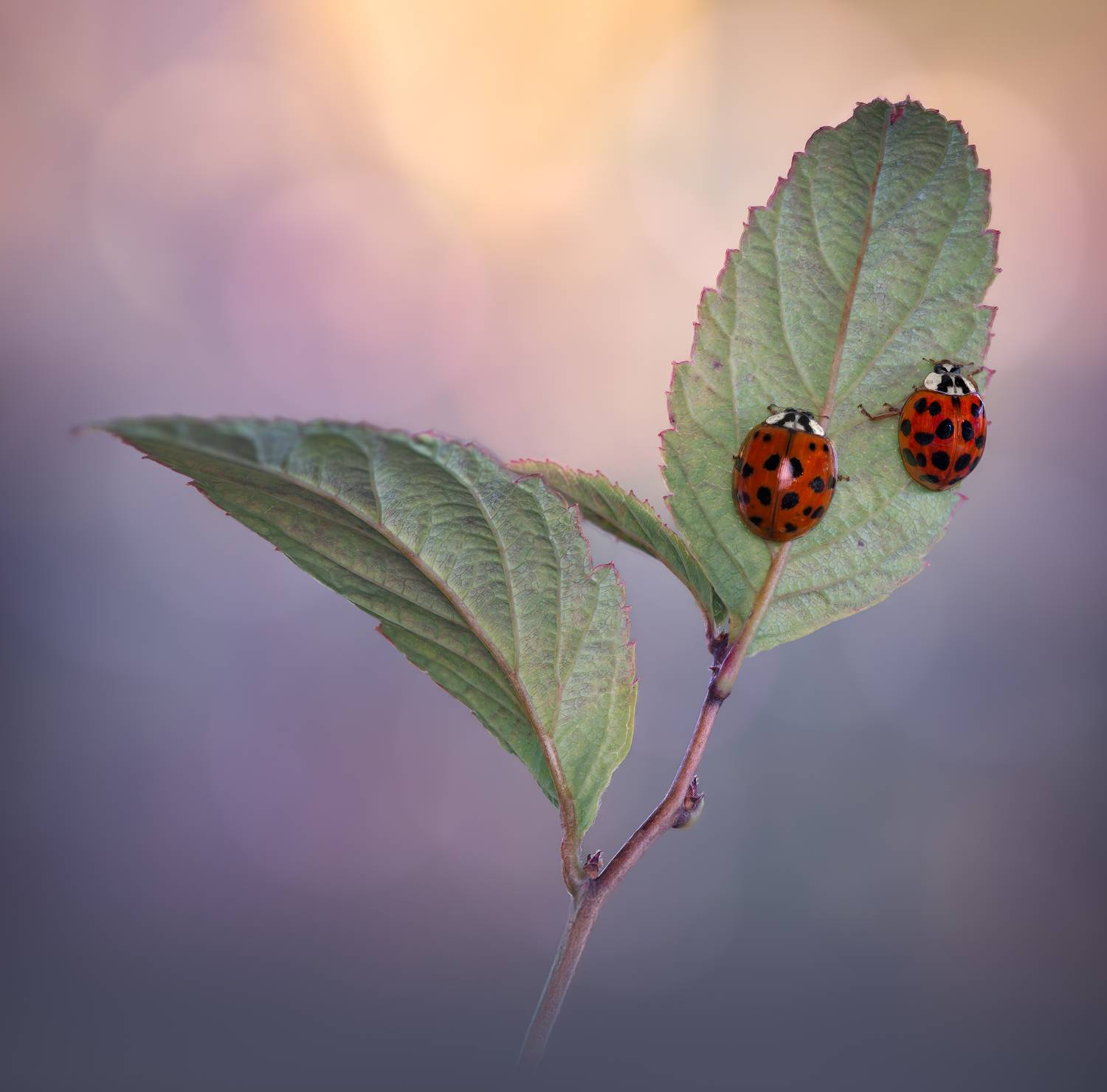 ladybug, beetle, insect, flower, macro, bugs, ladybird,, Atul Saluja