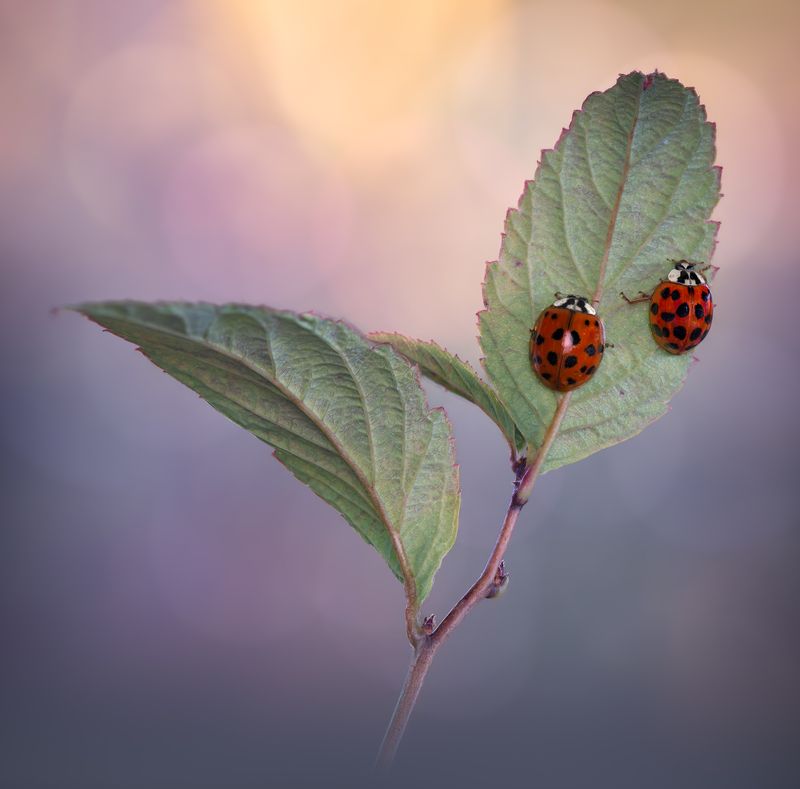 ladybug, beetle, insect, flower, macro, bugs, ladybird, Amulets of dawn фото превью
