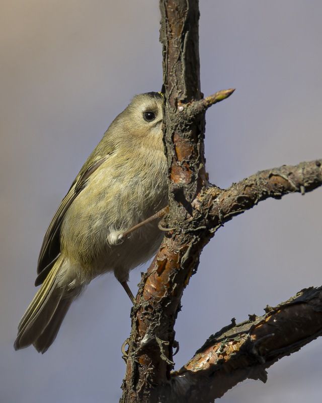королек, желтоголовый королек, птицы, буратино Буратино фото превью