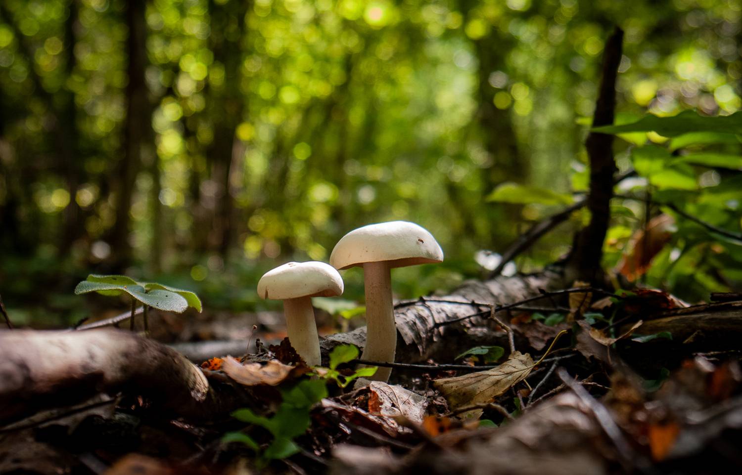 природа,без категории, Виктор Парщиков