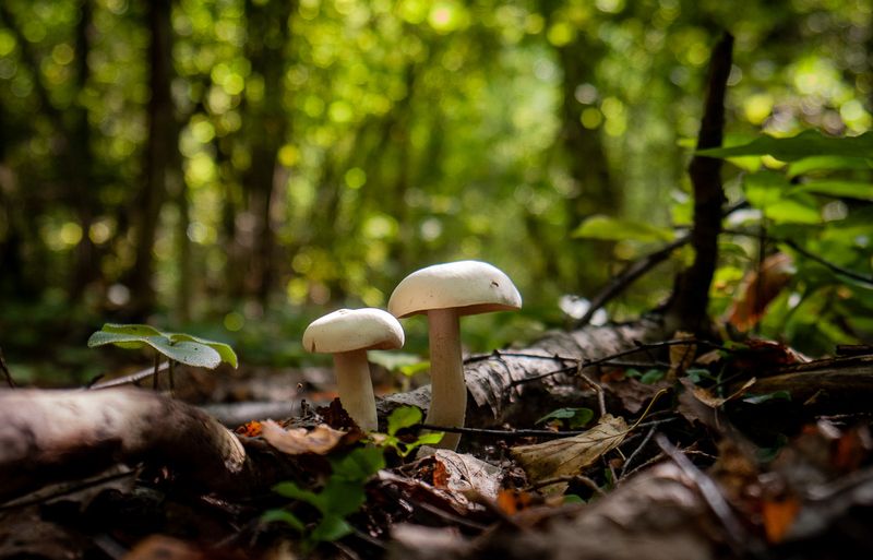 природа,без категории  фото превью