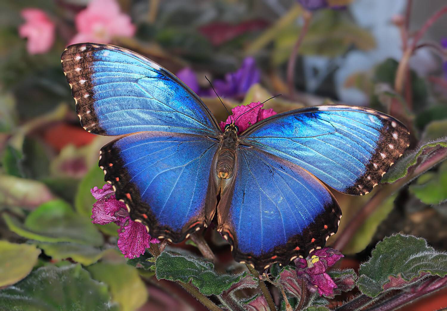 насекомые, бабочка, морфо, пелеида, тропическая, Борис Новиков
