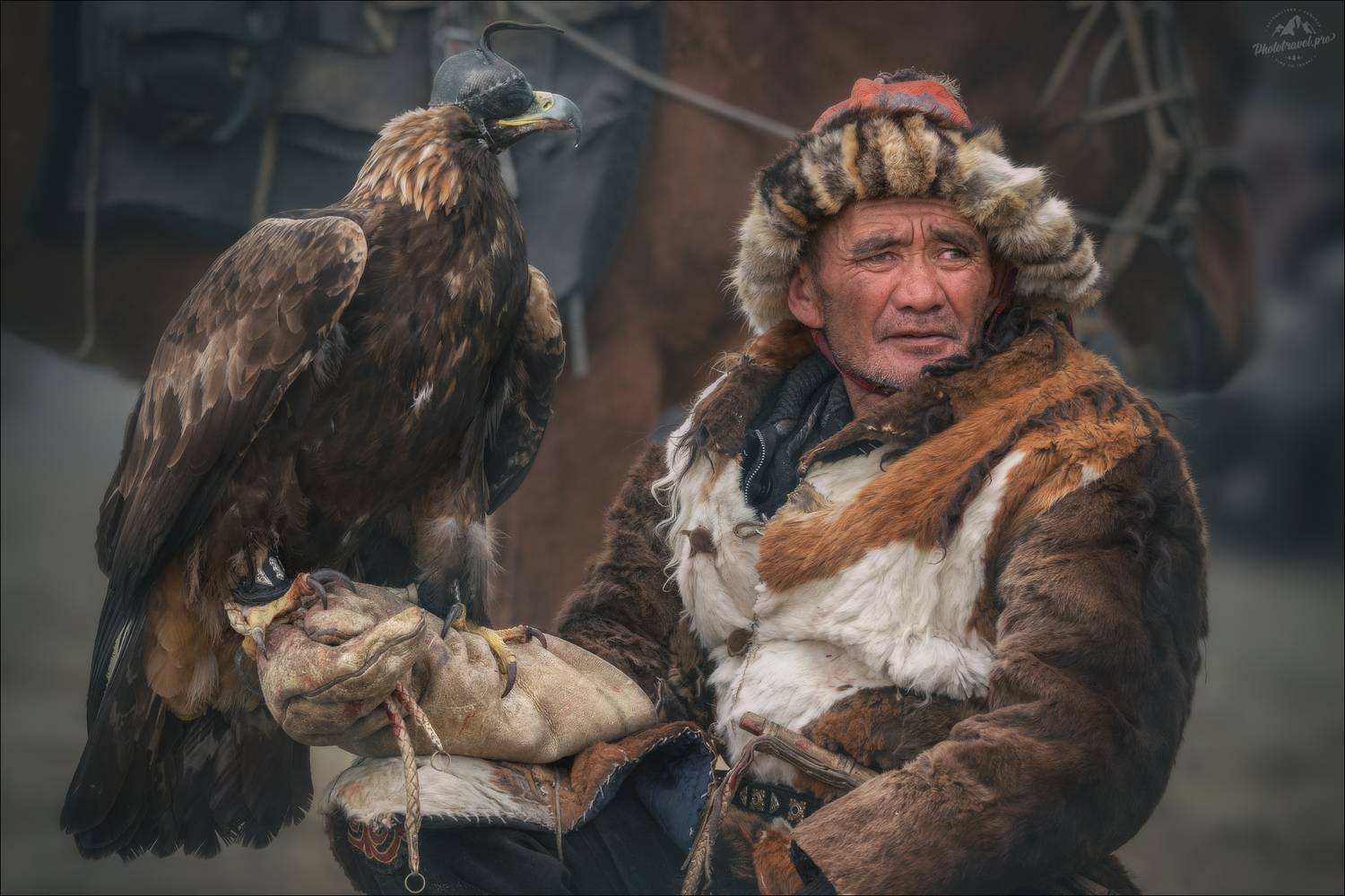 беркут, беркутчи, монголия, mongolia, алтай, фототур на алтай и в монголию, фототуры 2026, phototravel.pro, фототур на алтай осенью 2026, golden eagle festival, sagsay golden eagle festival, фестиваль охотников с беркутами, фестиваль беркутчи, Влад Соколовский