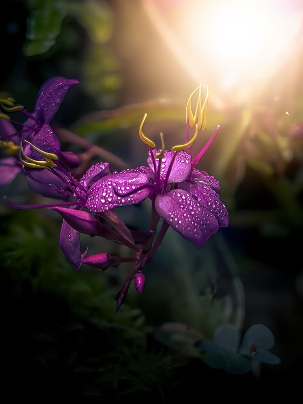 макро, macro, цветы, flower Сонерила фото превью