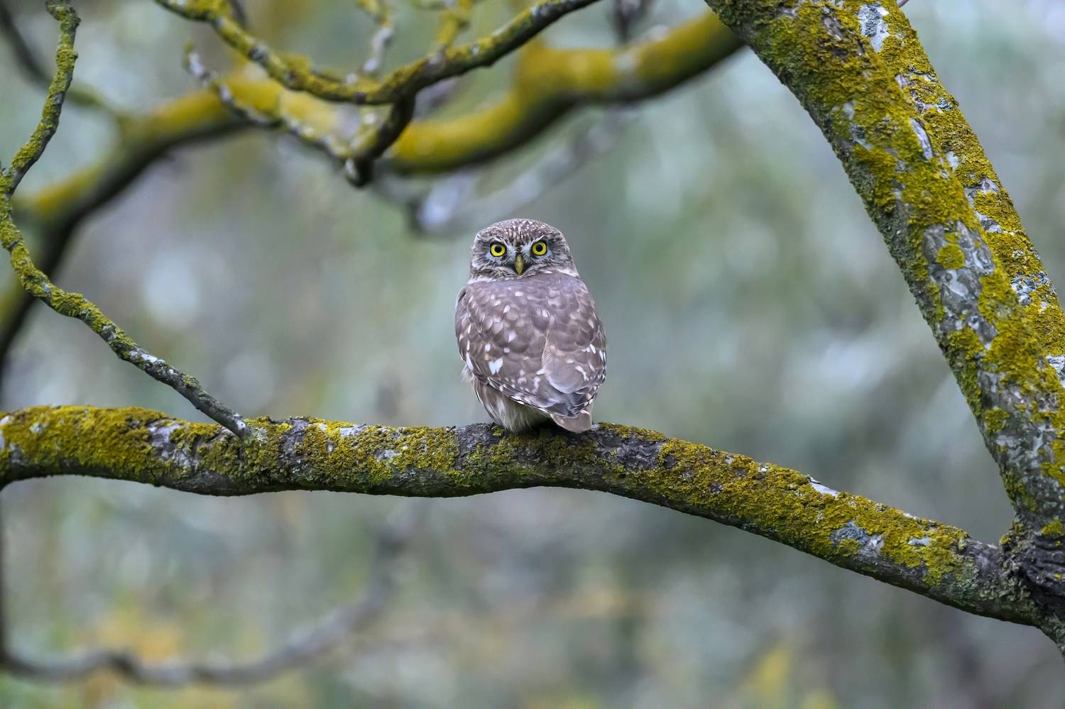 , Пупонин Сергей