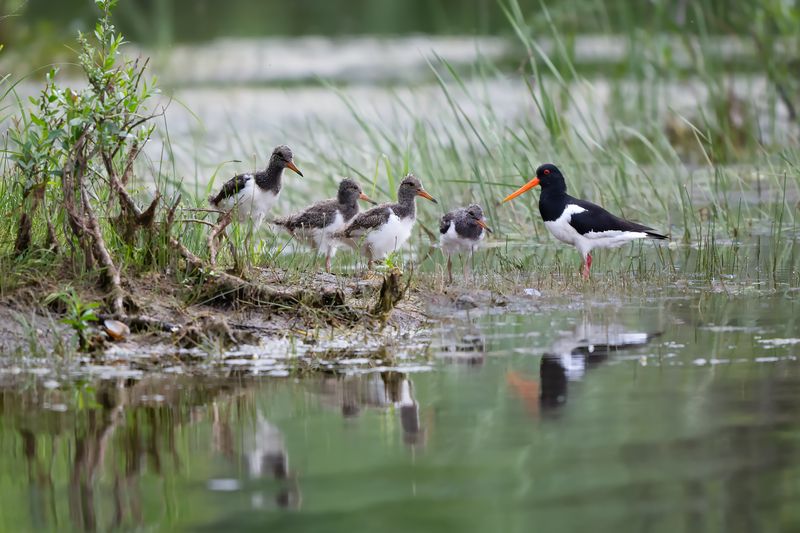 Четыре надежды) фото превью