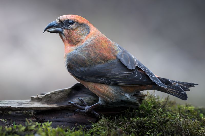 Клёст-еловик (Loxia curvirostra)  фото превью