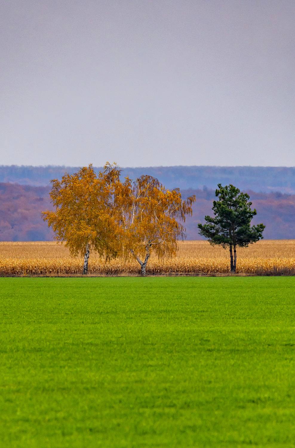 осень, минимализм, деревья, поле, Подосинников Максим