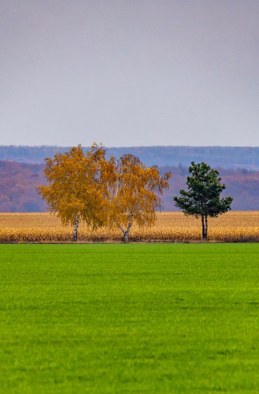 осень, минимализм, деревья, поле Осенний минимализм... фото превью