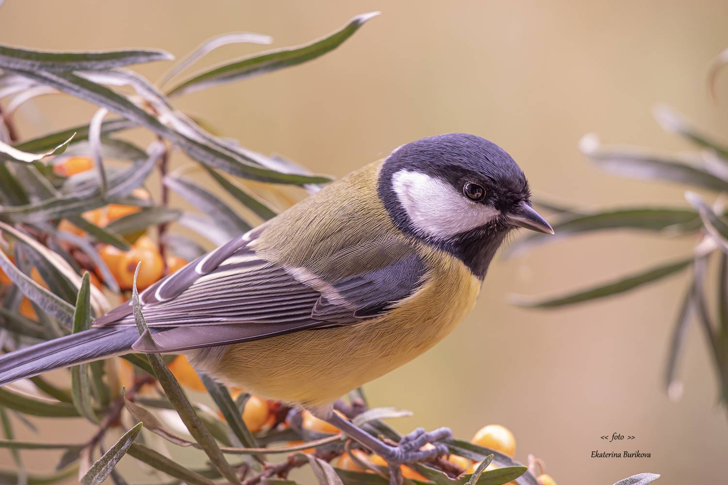 синицы , птицы , дикая природа ., Бурикова Екатерина