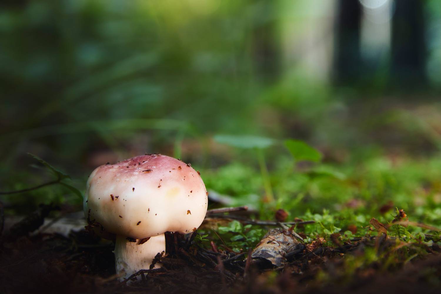 гриб, лес, Валерий Вождаев