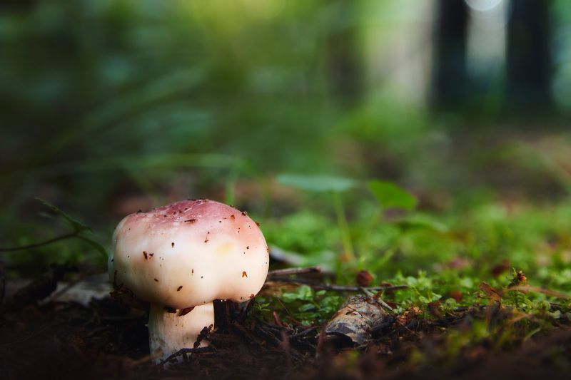 Грибок фото превью