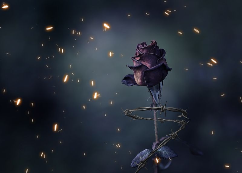 Красная роза эмблема любви фото превью