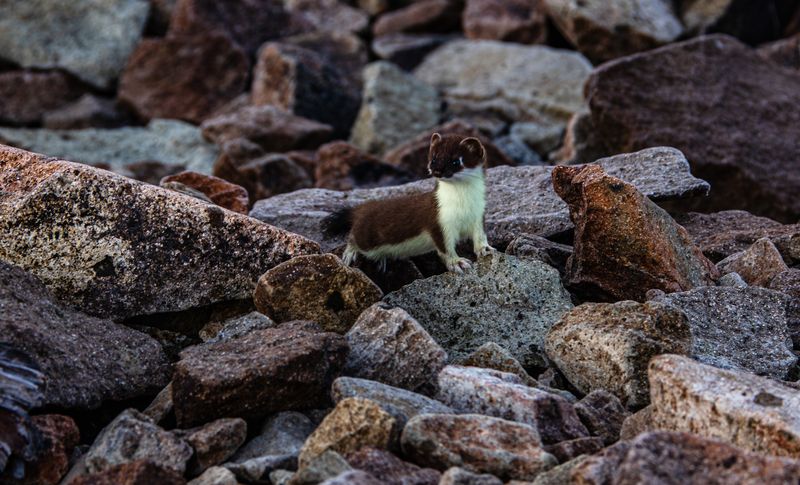 горностай, Колыма, курумник, сопки, животные Любопытный горностай фото превью