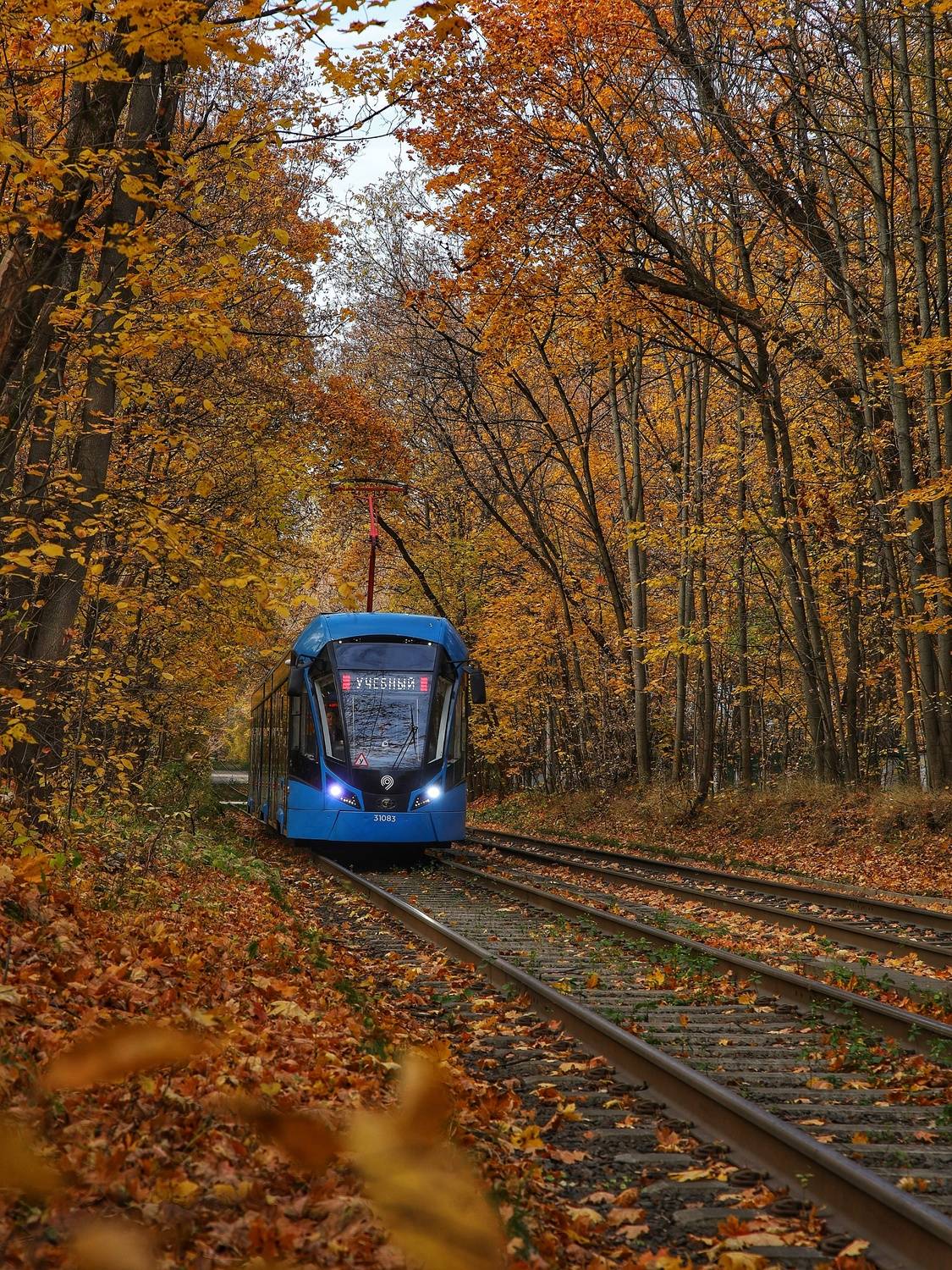 , Angelica Medvedeva