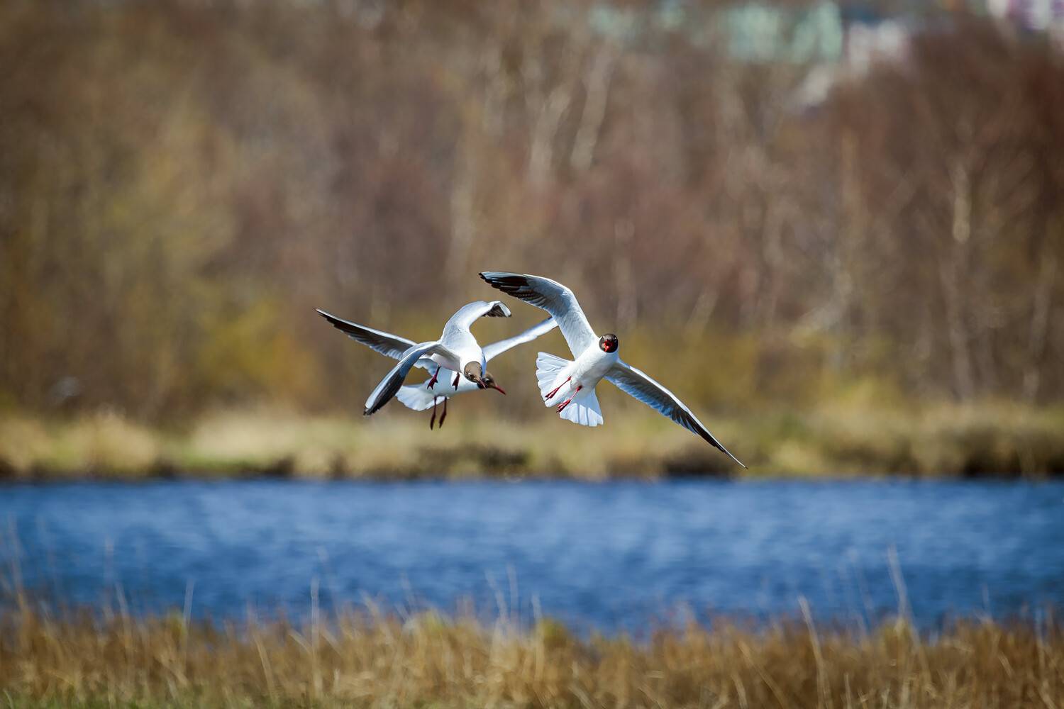 larus ridibundus (linnaeus; 1758); озёрная чайка; полёт; вода; камчатский край;, Уткин Дмитрий