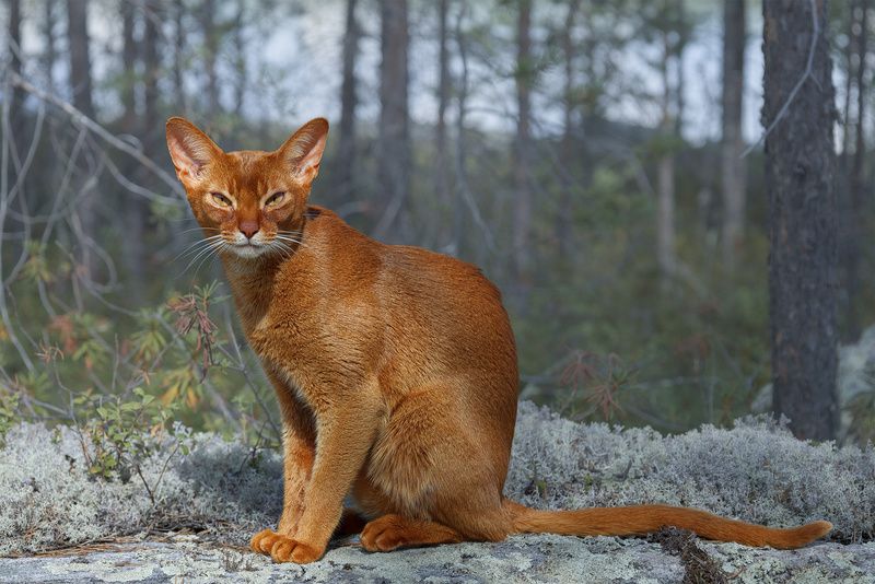 Отдых на охоте фото превью