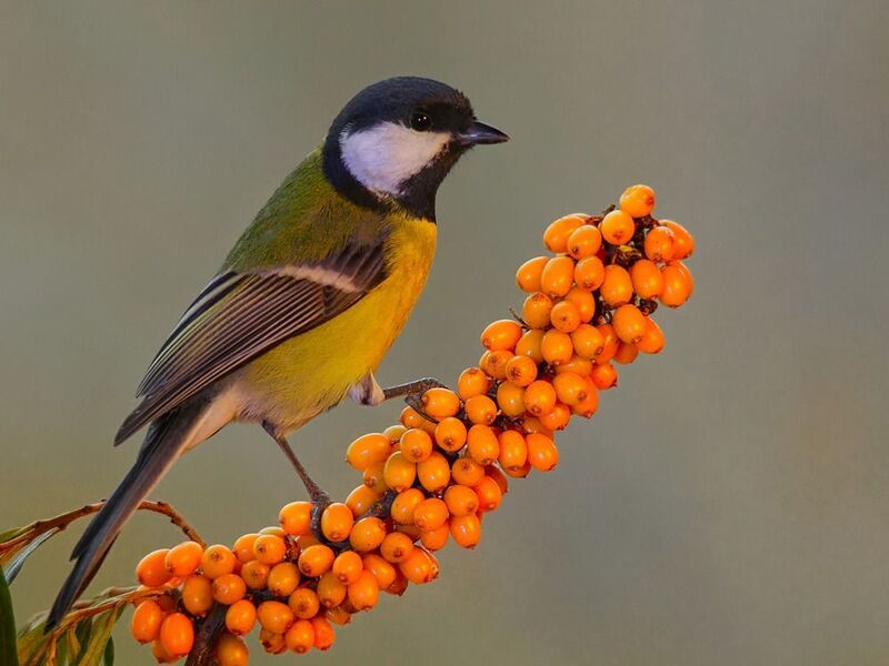 большая синица, parus major, облепиха крушиновидная, hippophae rhamnoides, Дары Солнца фото превью