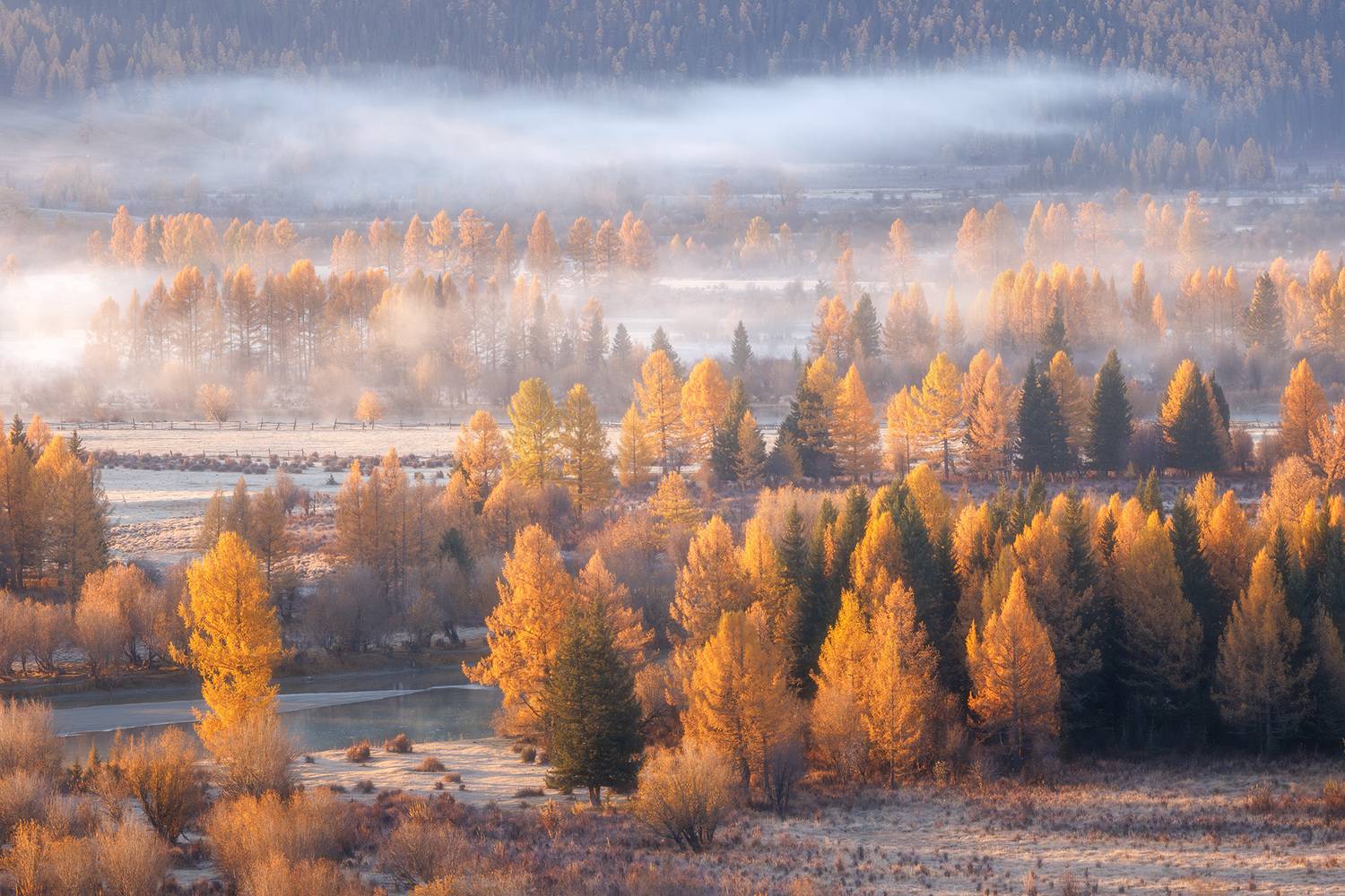 алтай, горный алтай, утро, туман, лиственницы, Морозов Сергей