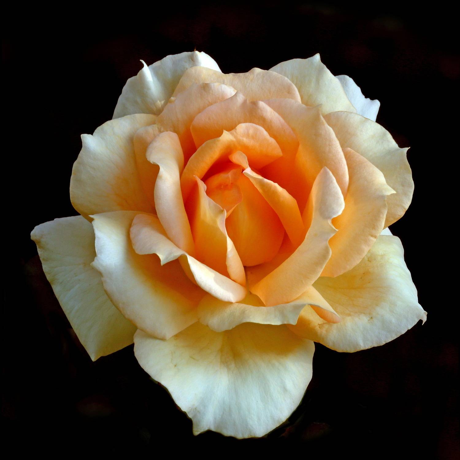 , Бибичков Михаил