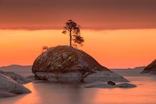 Кит в апельсинах II...