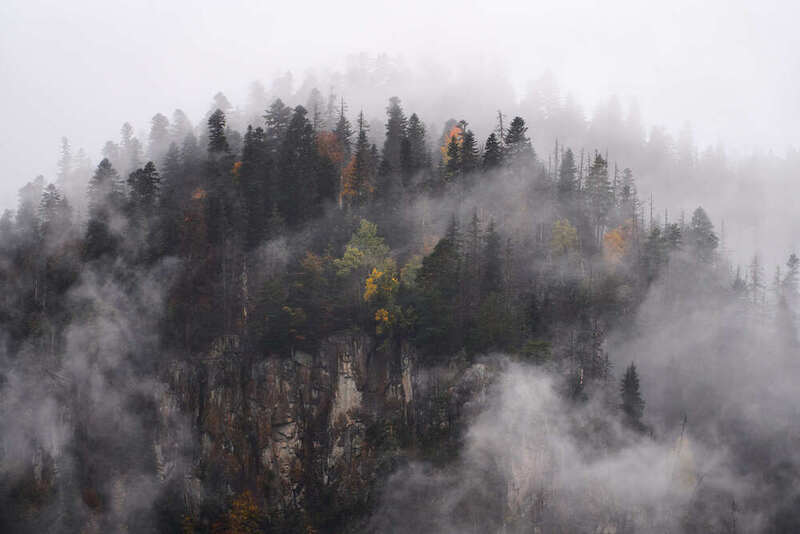 Домбай Лес фото превью