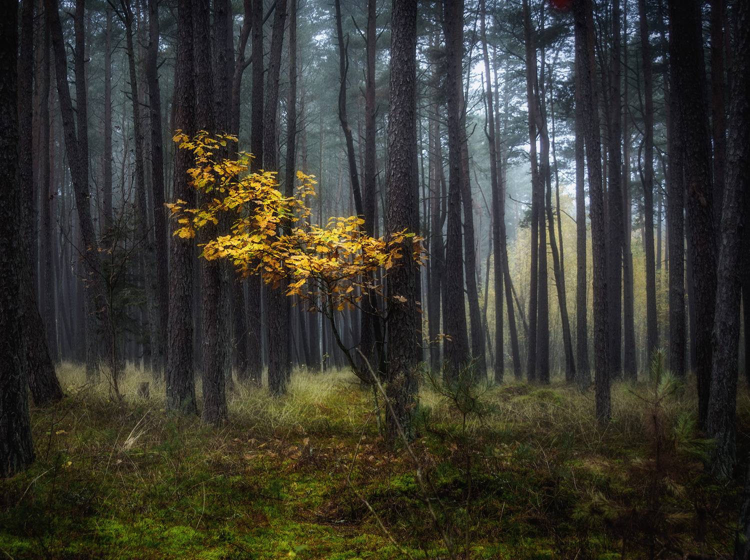 , Павел Дунюшкин