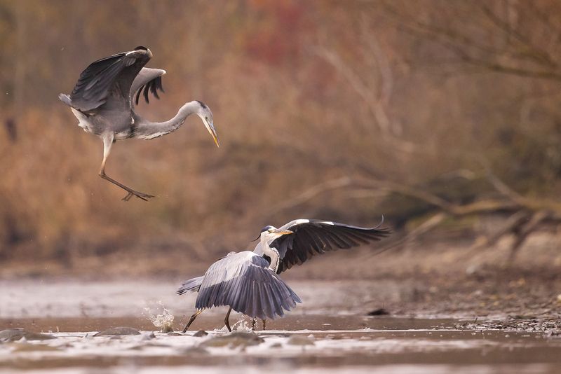 Heron фото превью