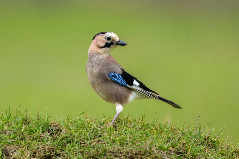 Сойка фото превью