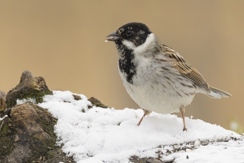 камышовая овсянка, тростниковая овсянка, камышник, овсянка, птицы Камышовая овсянка фото превью