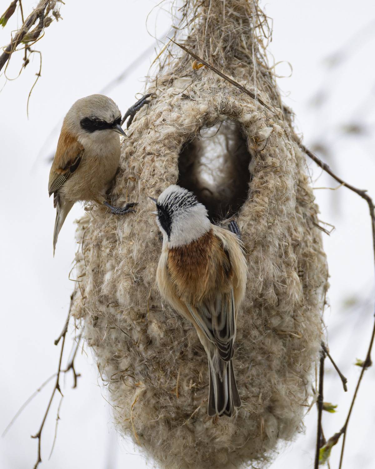 ремез, птицы, гнездо, Ruslan Pl
