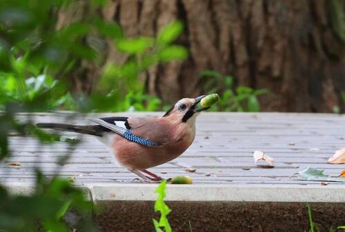 Сойка и жёлудь..
