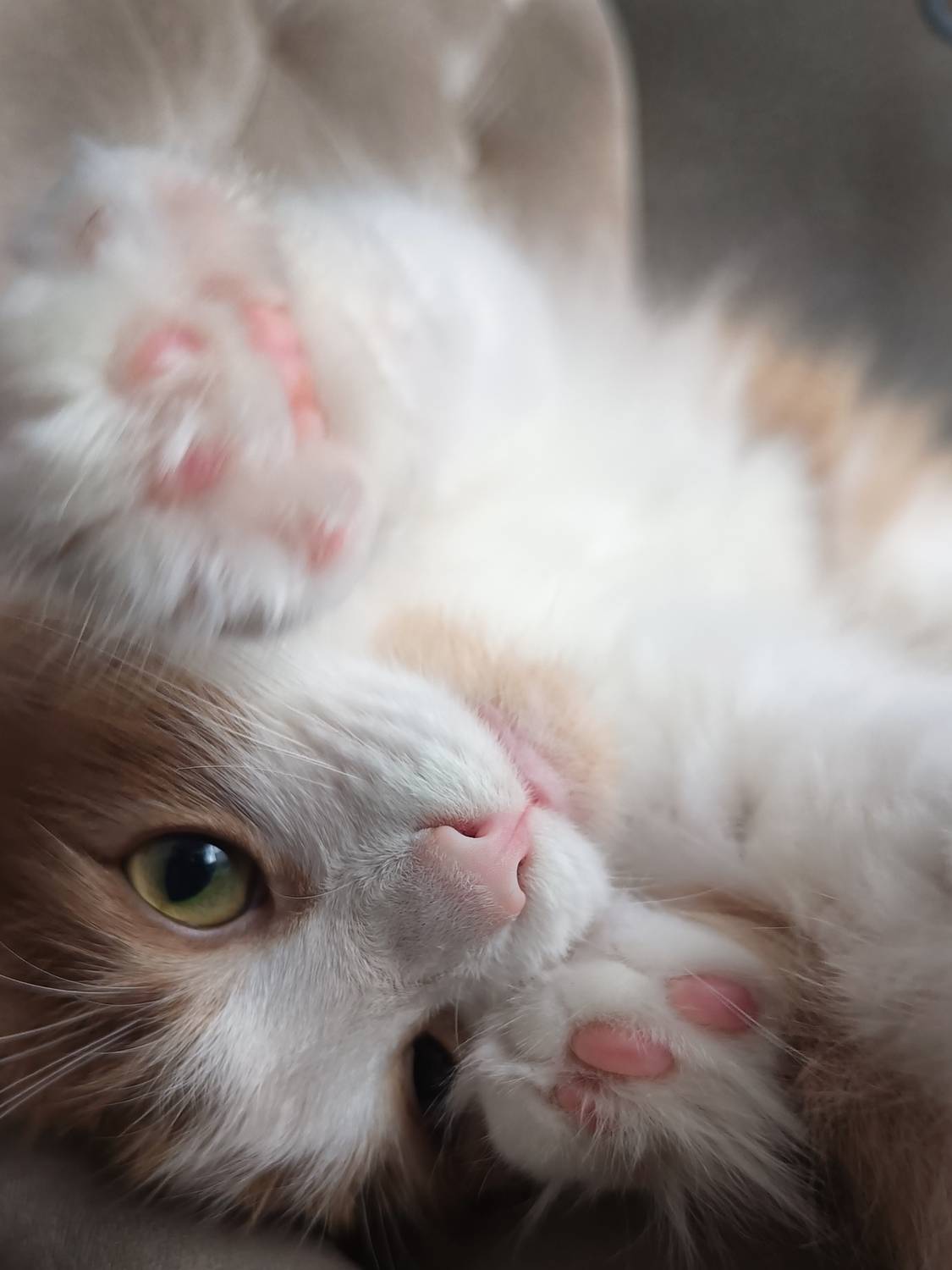 кот, Анастасия Думинская