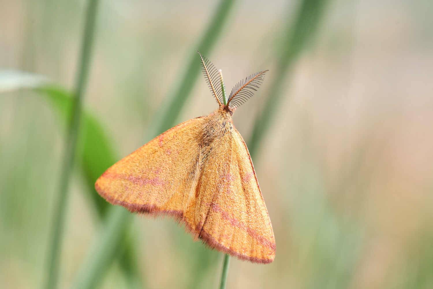 Lythria purpuraria, Пяденица пурпурная,, Павел Сторчилов