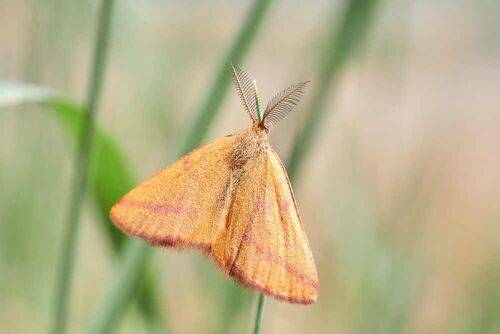 Пяденица пурпурная