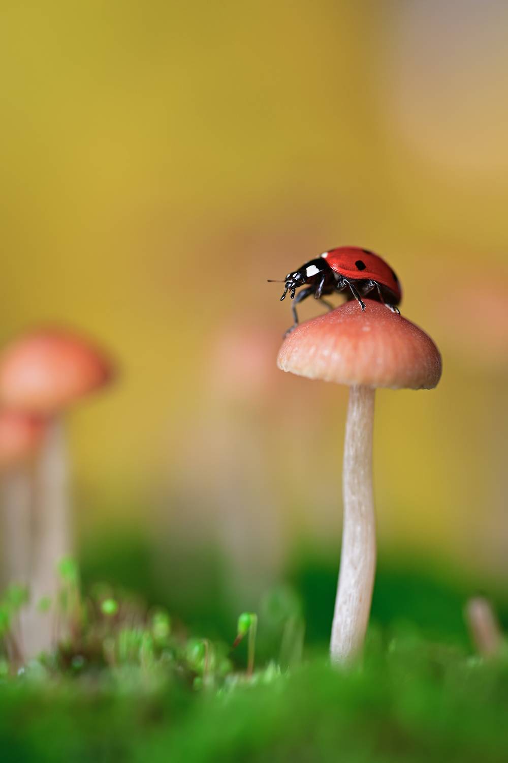 ceclii, macro, Tsvetan Ganev