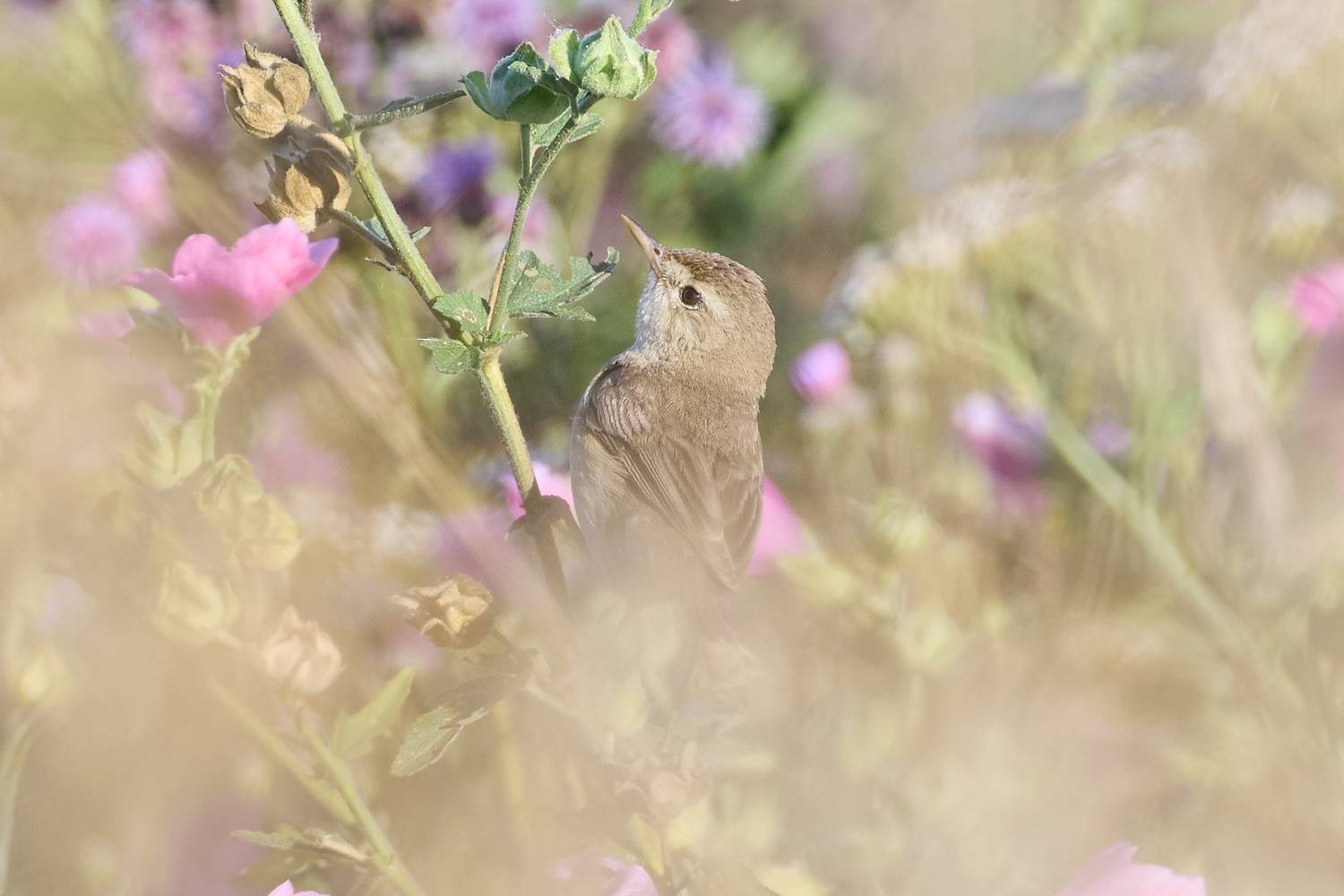 северная бормотушка, Northern Waterthrush, Parkesia noveboracensis, птица, дикая природа, bird, wild bird, птицы России, birdwatching, nature, wildlife photography, close‑up bird, Полина Шальнева