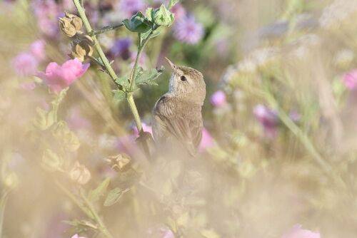 Северная бормотушка / Northern Waterthrush / Parkesia noveboracensis