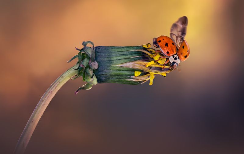 ladybug, beetle, insect, flower, macro, bugs, ladybird, Gilded departure фото превью