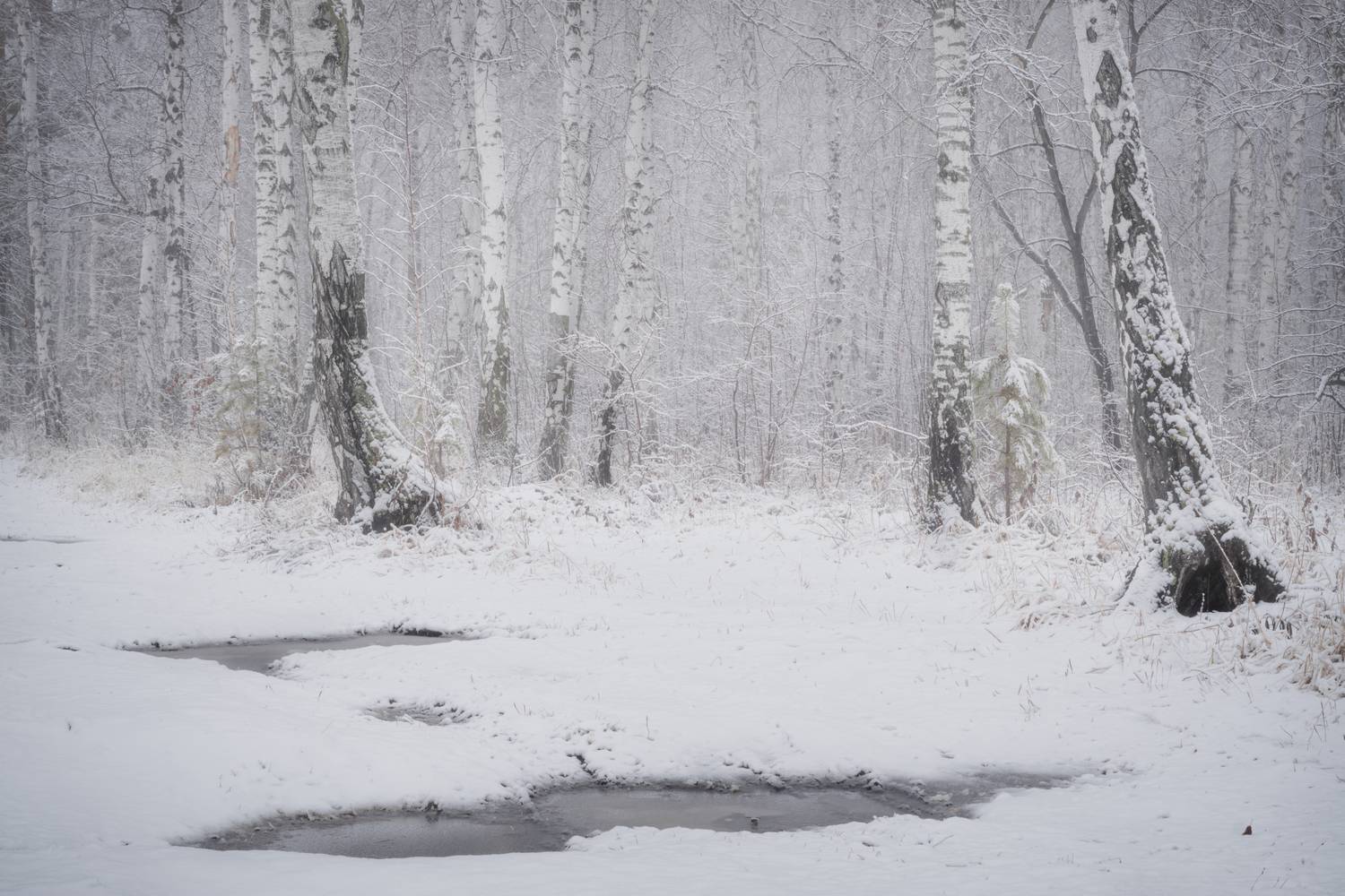 , Толстоноженко Илья