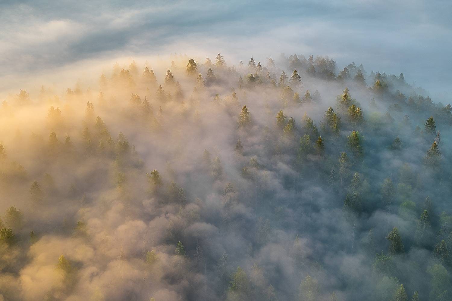 природа, пейзаж, утро, рассвет, туман, болото, ленобласть, болото озёрное, ленинградская область, еловый лес, природный заказник, оопт,, Alexander Pashenichev