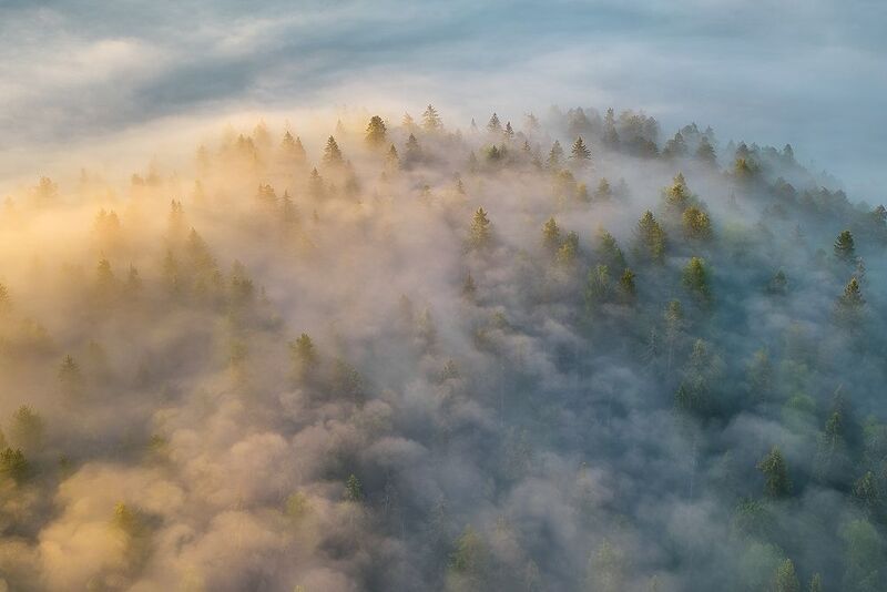 природа, пейзаж, утро, рассвет, туман, болото, ленобласть, болото озёрное, ленинградская область, еловый лес, природный заказник, оопт, Утренняя сказка над еловым лесом. фото превью