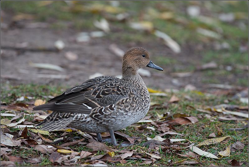 москва, ноябрь, парк, птица Шилохвость фото превью